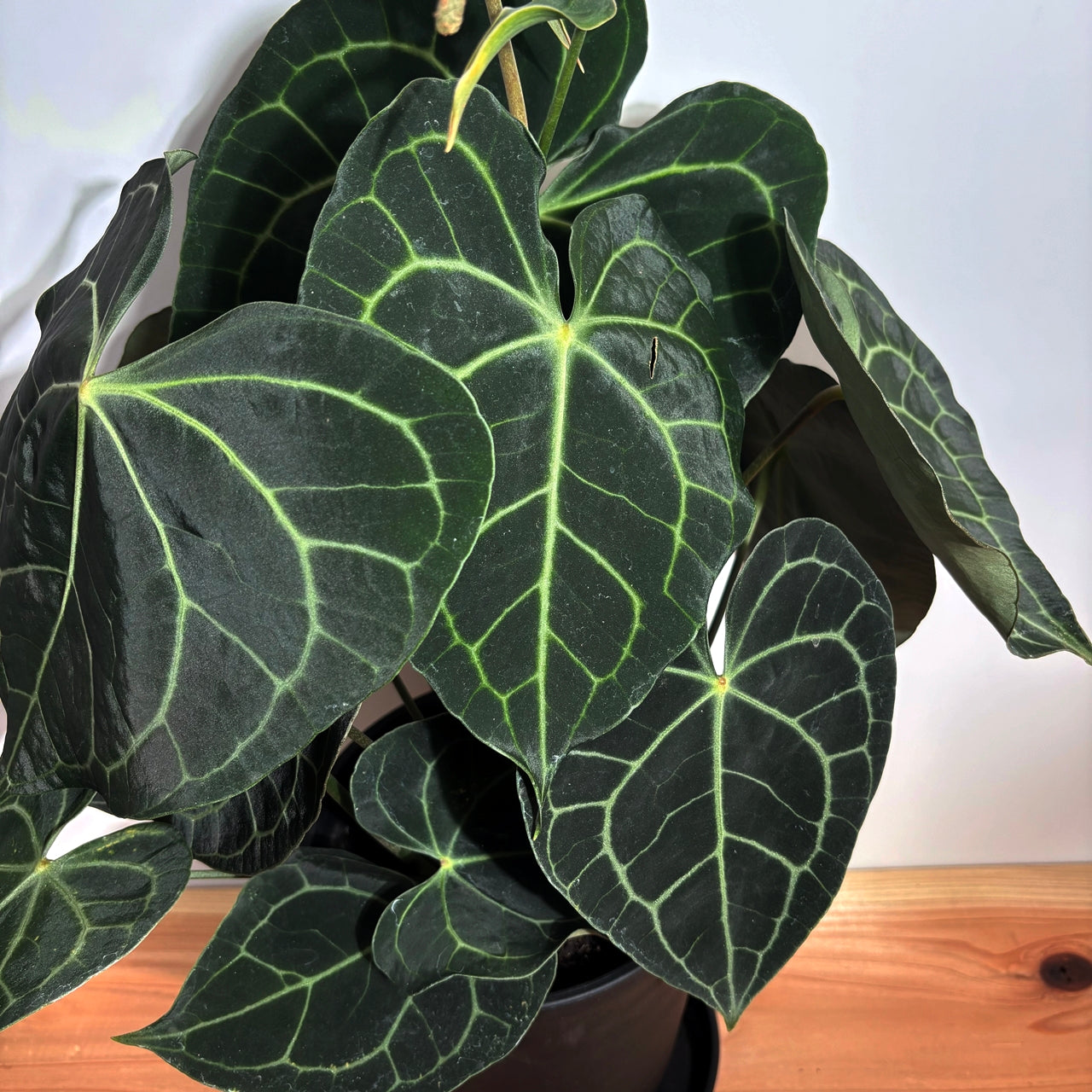 アンスリウム クラリネルビウム Anthurium Clarinervium