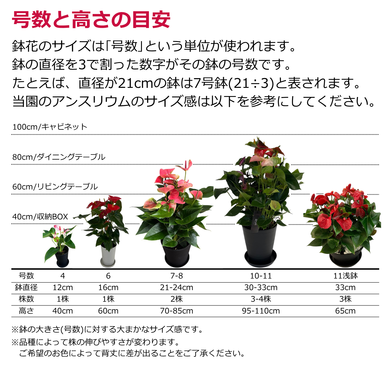 アンスリウム for GIFT 『スタンダード』高さ95cm/鉢直径30cm ※ラッピング・立札込