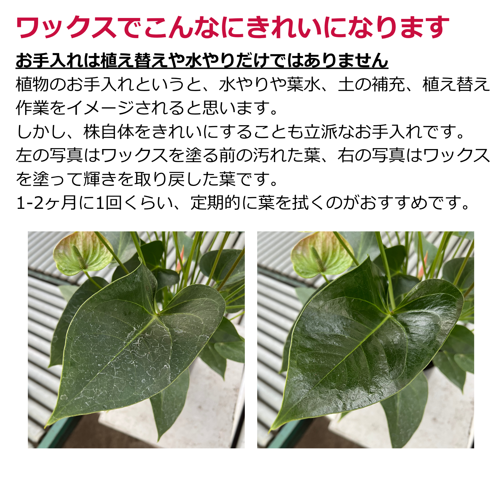 アンスリウム専用ワックス・肥料セット 原液25ml 6倍希釈用/希釈後150ml