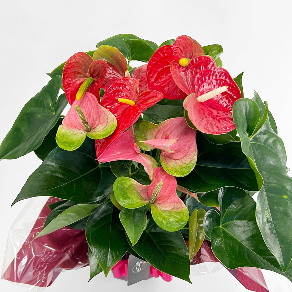 アンスリウム for GIFT 『ベーシック』高さ85cm/鉢直径24cm ※ラッピング・立札込