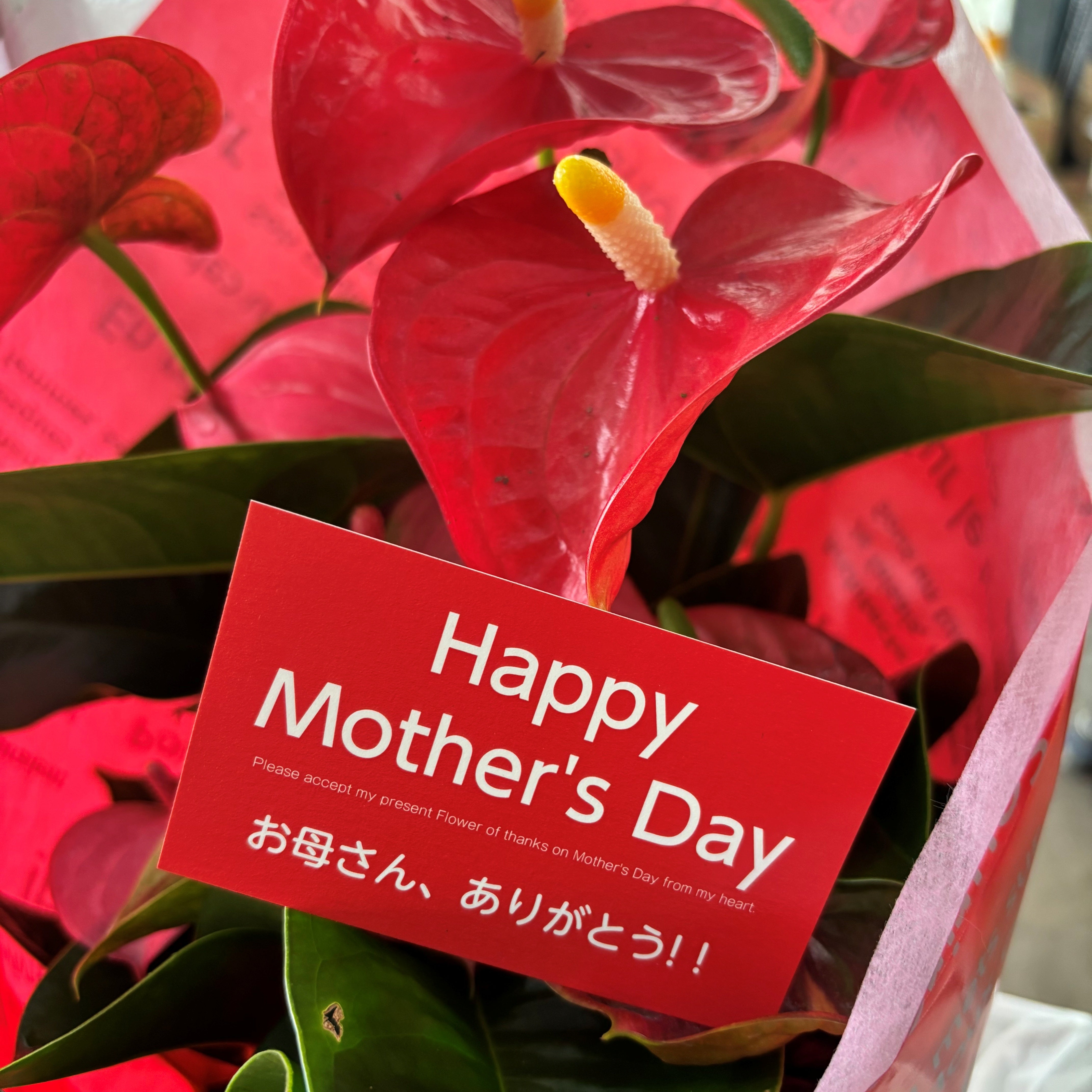 アンスリウム for Mother 『エントリー』 高さ50cm/鉢直径14cm ※ラッピング・カード込