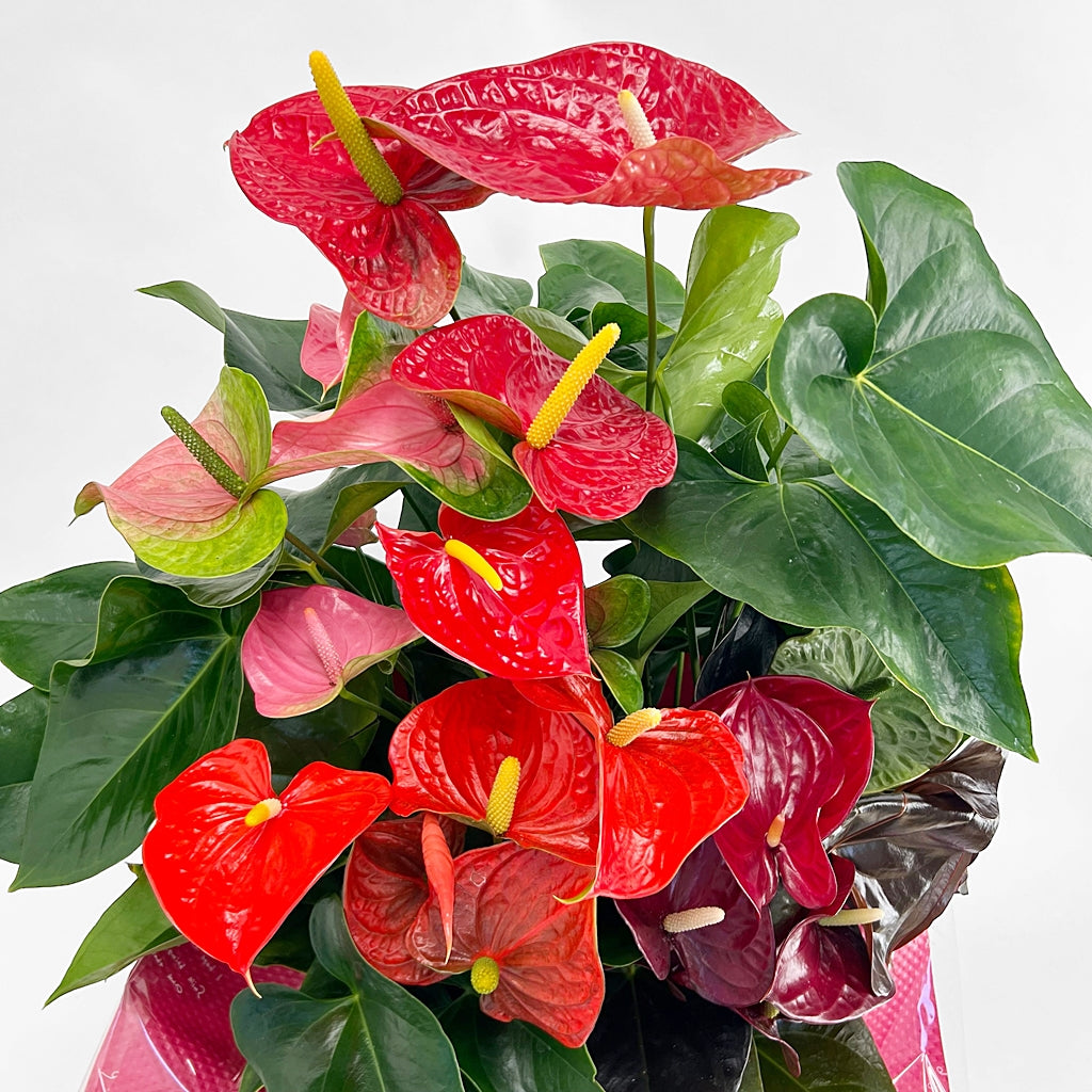 「ミックス」 熟成紅うちわ 7-11号