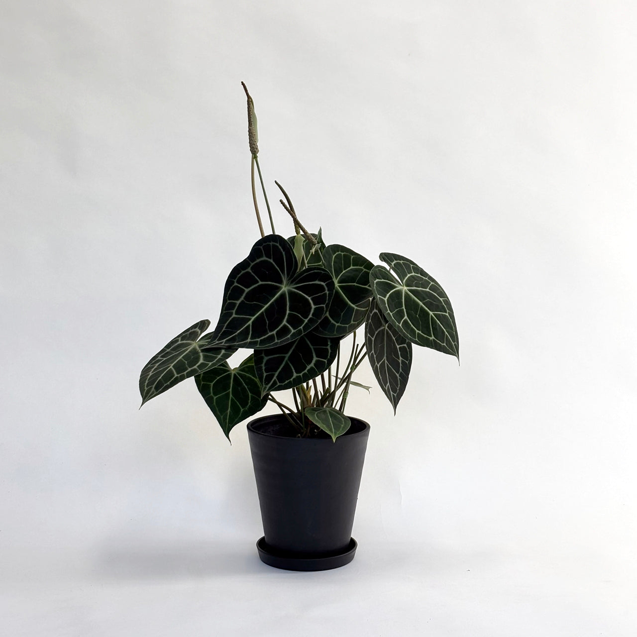 アンスリウム クラリネルビウム Anthurium Clarinervium