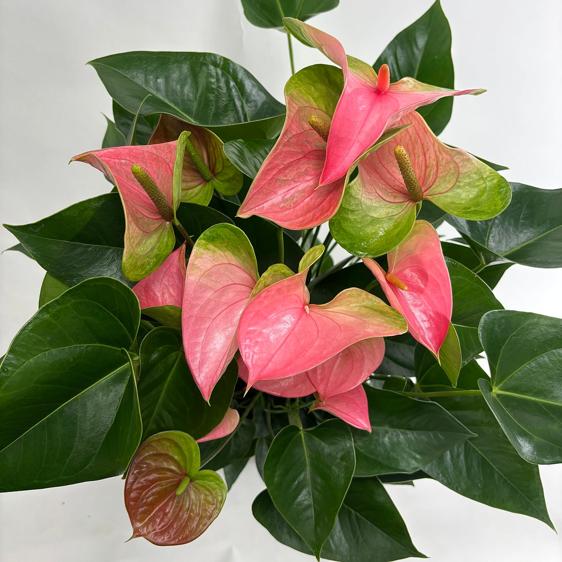 熟成紅うちわ 「ピンク」 7号~