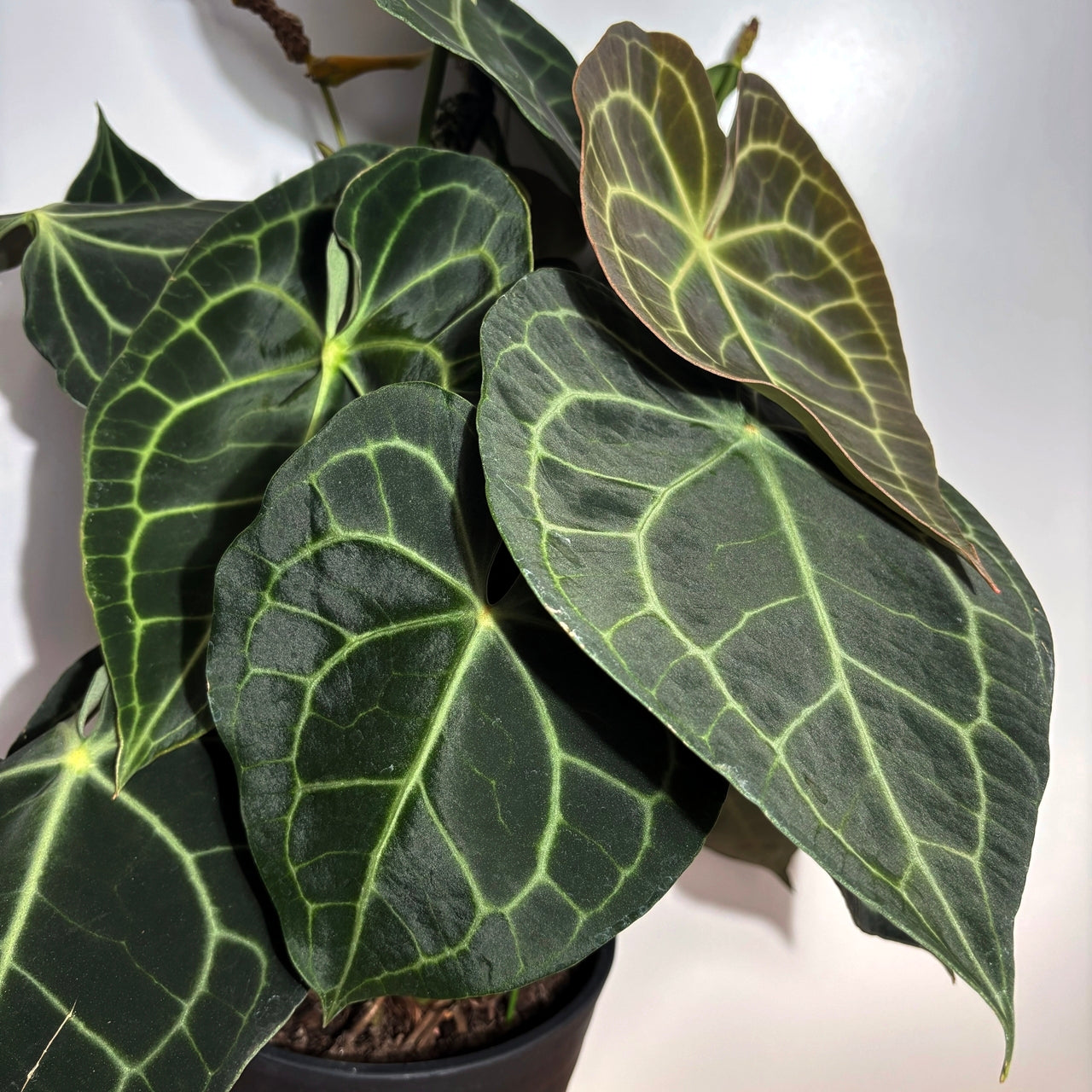 アンスリウム クラリネルビウム Anthurium Clarinervium