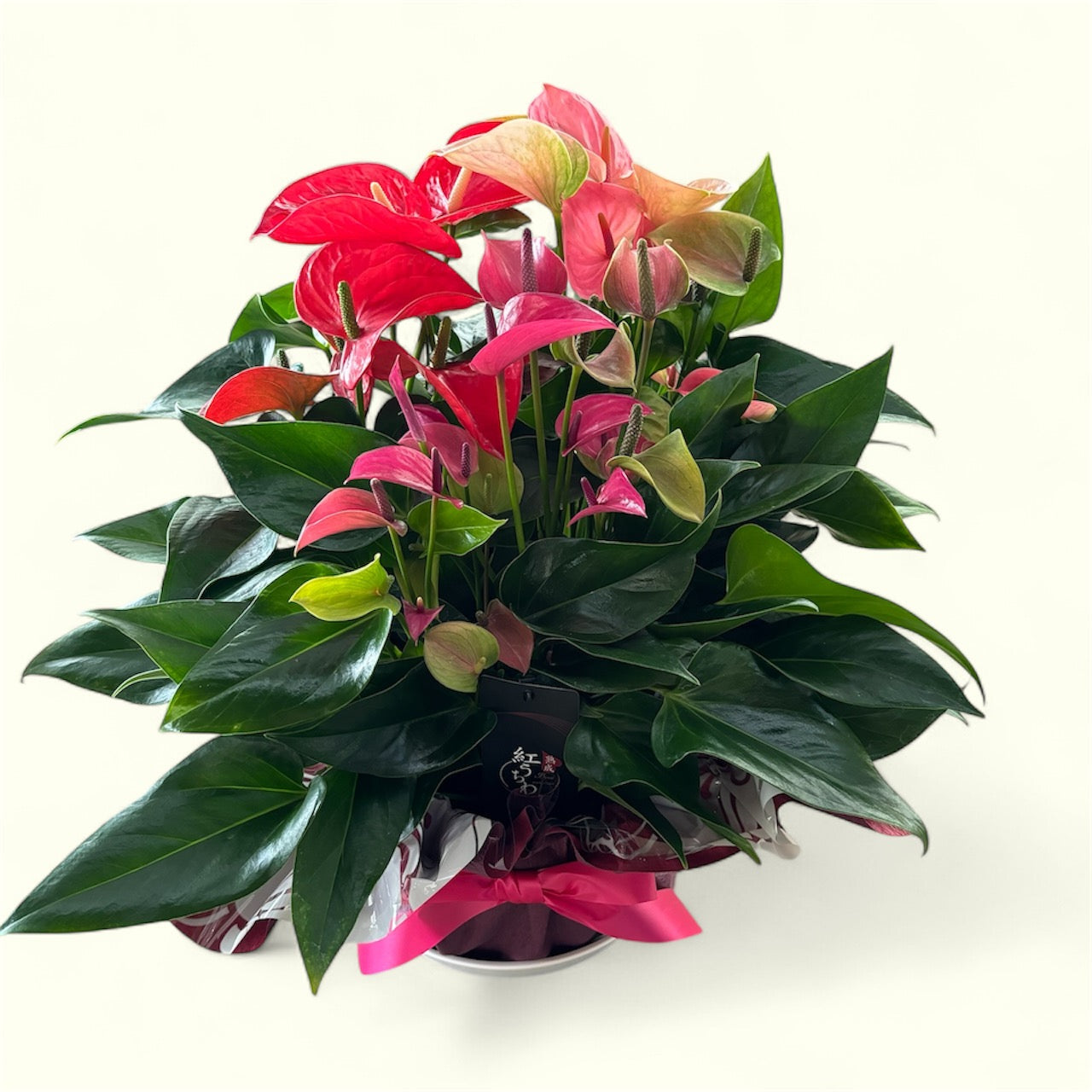 アンスリウム for GIFT 『プレミアム』高さ95cm/鉢直径33cm ※ラッピング・立札込