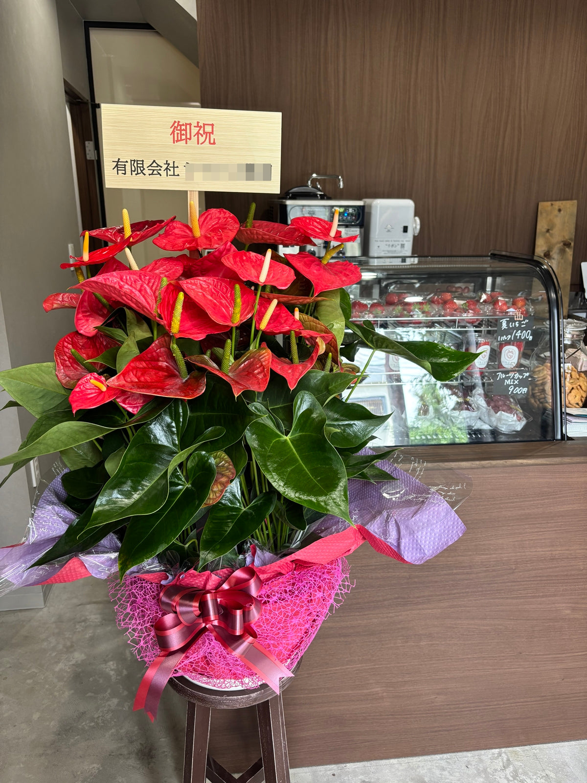 アンスリウム for GIFT 『スタンダード』高さ95cm/鉢直径30cm ※ラッピング・立札込