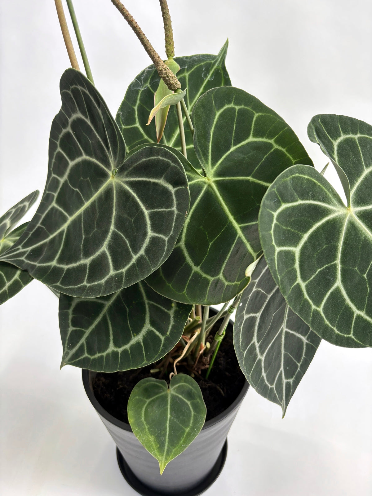 アンスリウム クラリネルビウム Anthurium Clarinervium