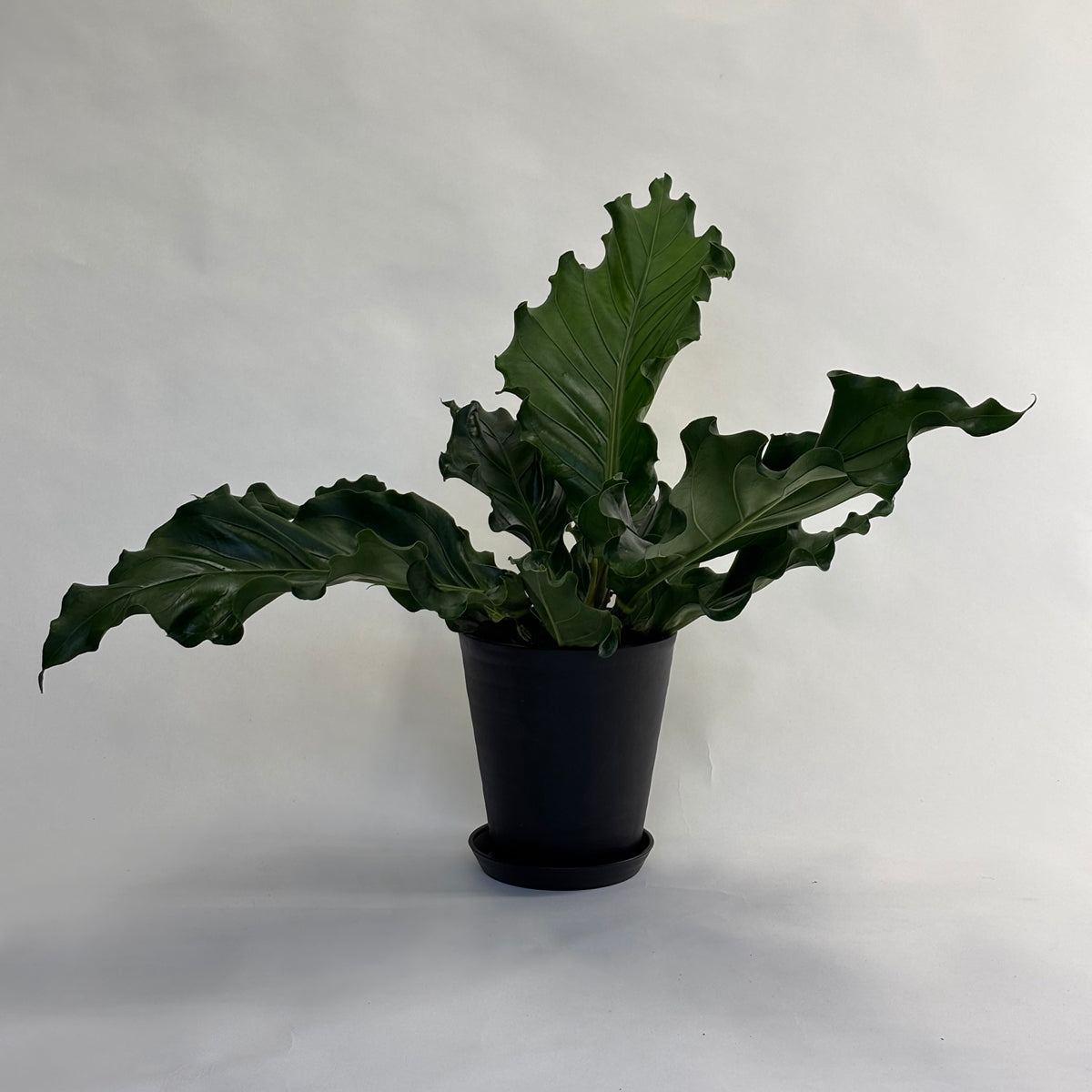 アンスリウム フーケリー Anthurium Hookeri