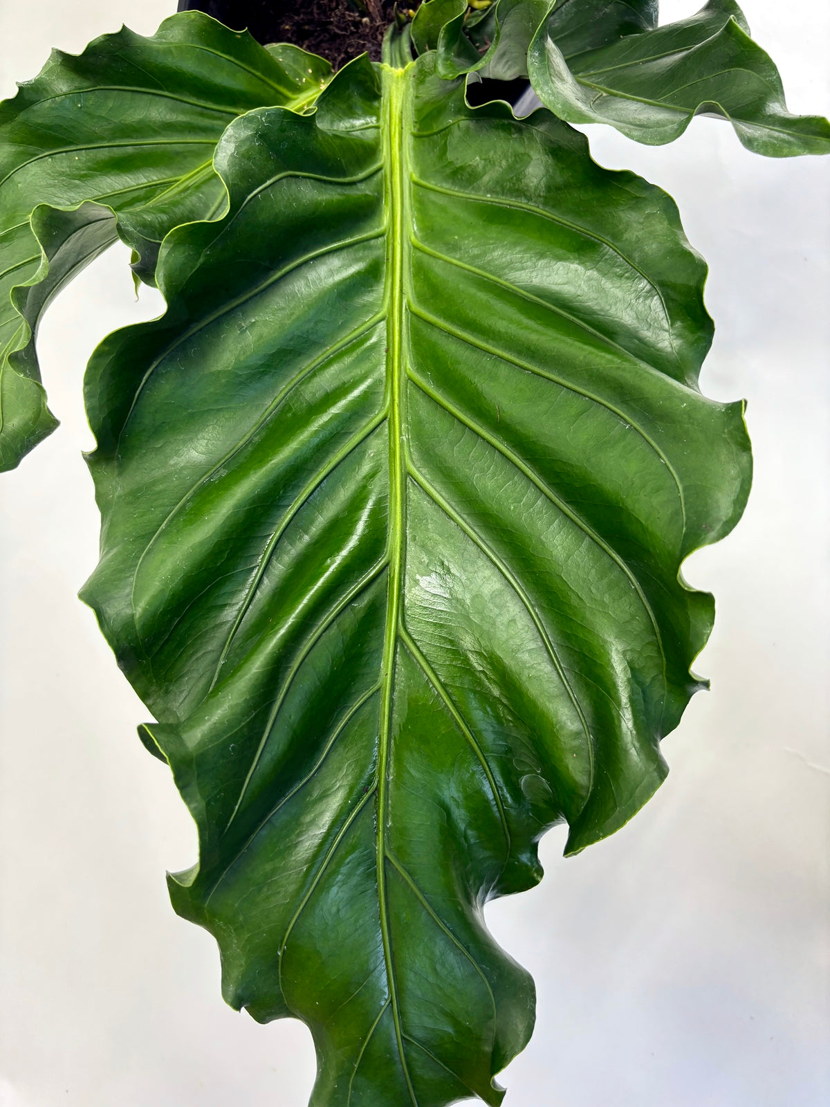 アンスリウム フーケリー Anthurium Hookeri