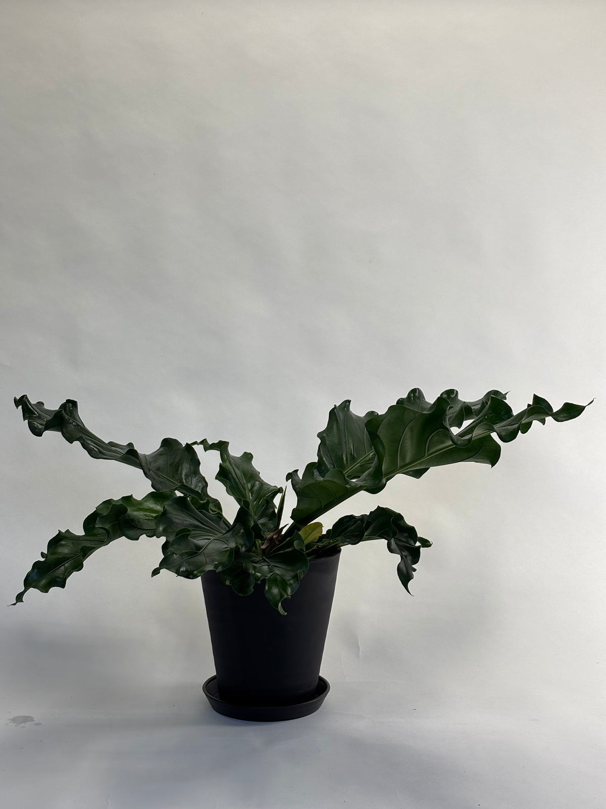 アンスリウム フーケリー Anthurium Hookeri