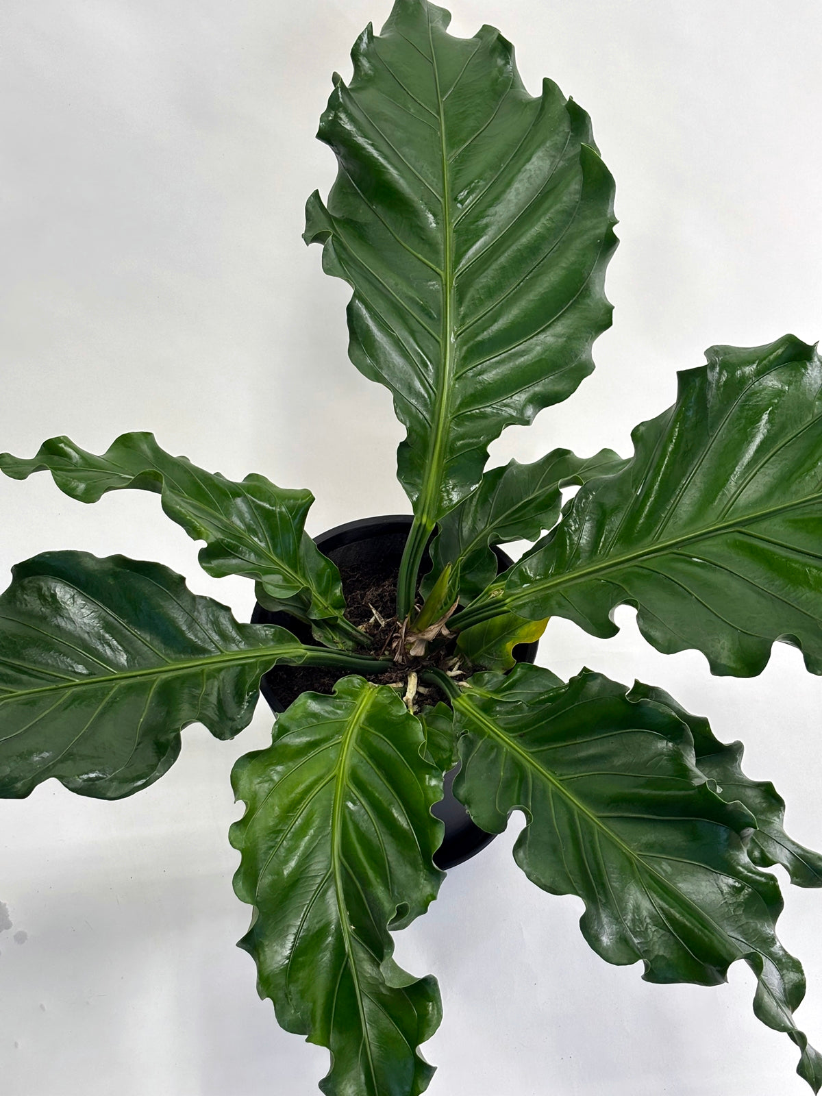 アンスリウム フーケリー Anthurium Hookeri