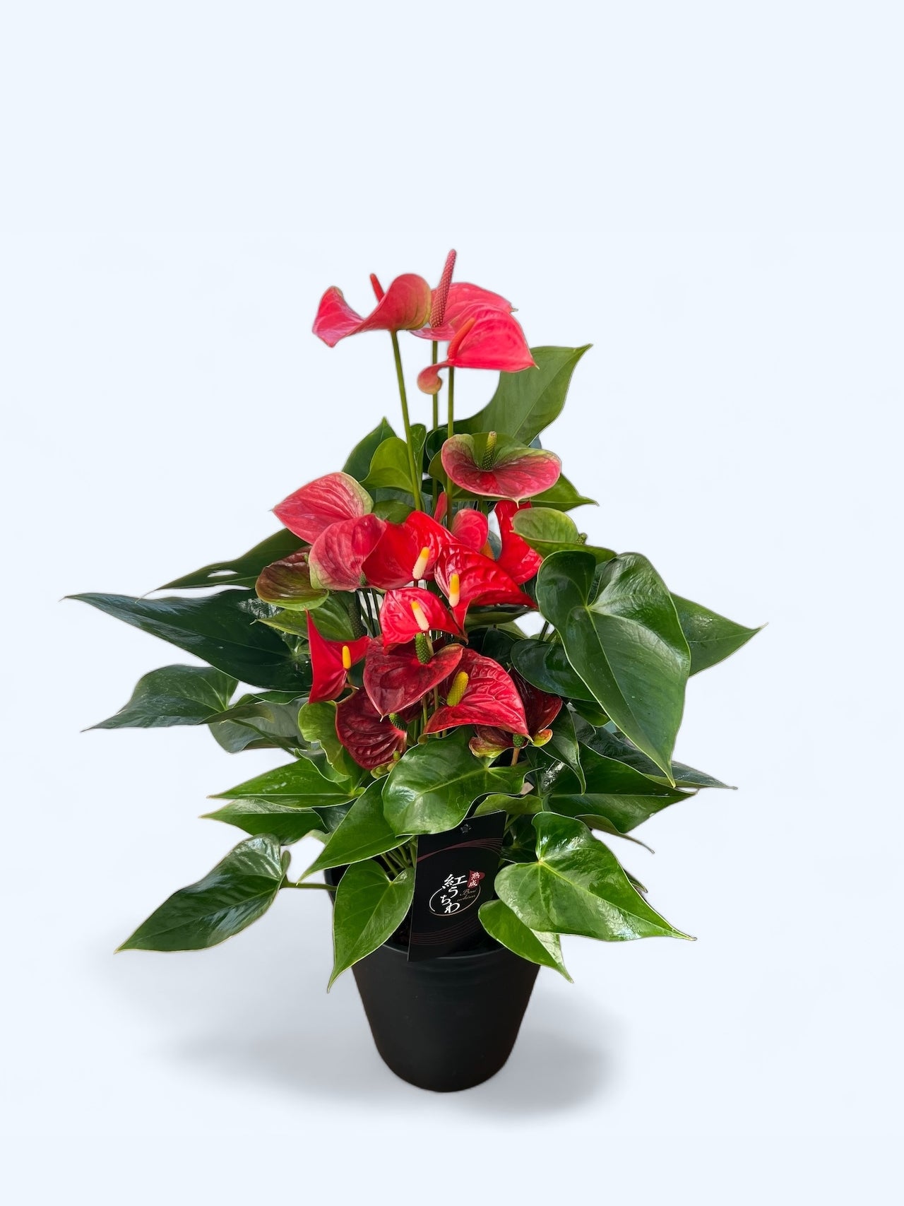 「ミックス」 熟成紅うちわ 7-11号