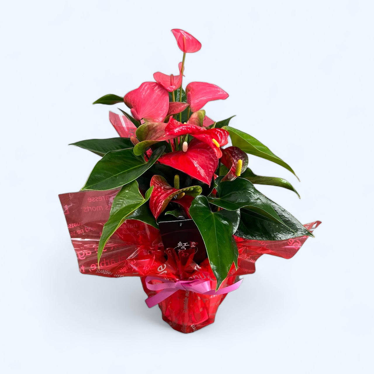 アンスリウム for GIFT 『エコノミー』高さ55cm/鉢直径18cm ※ラッピング・立札込