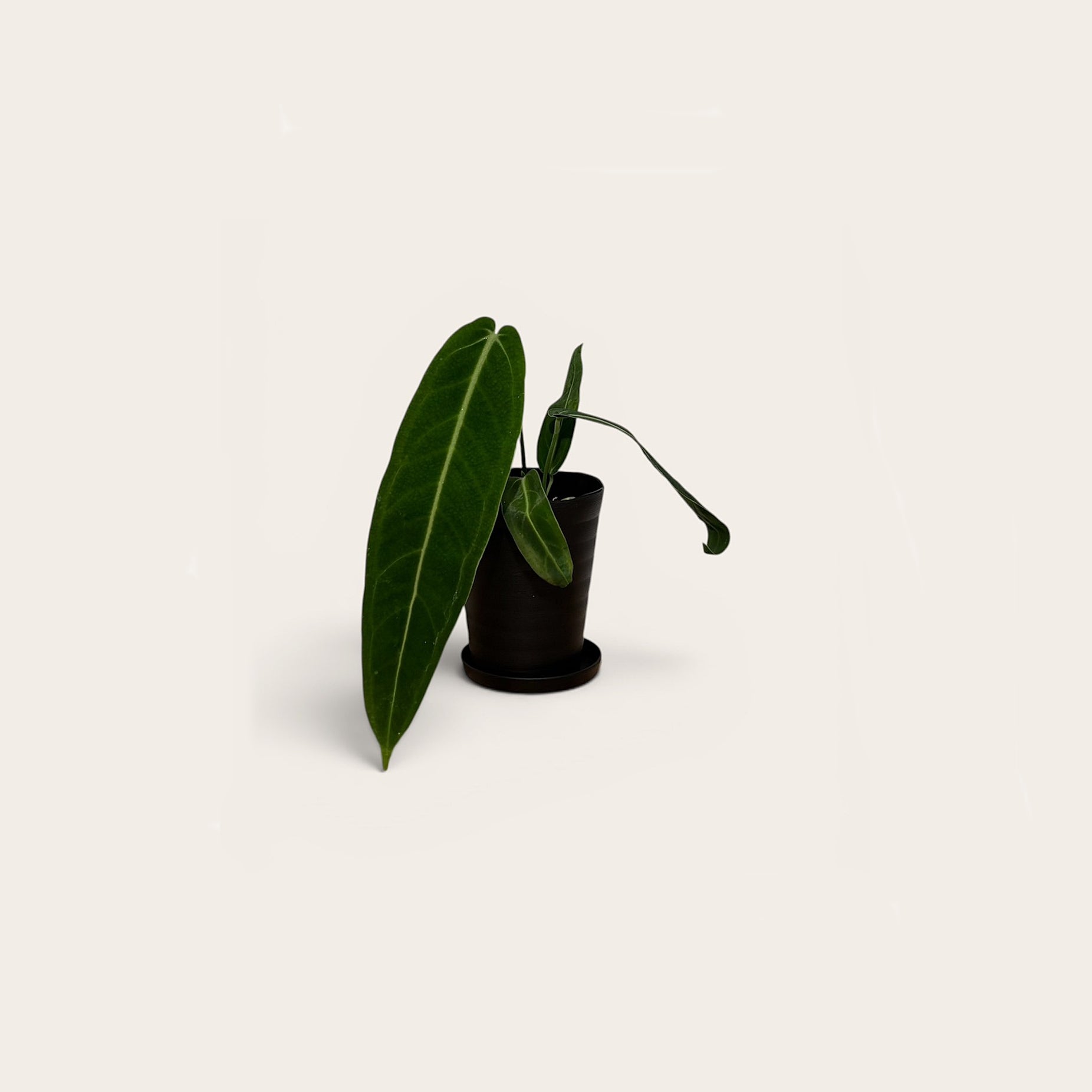 アンスリウム ワロクアナム Anthurium Warocqueanum