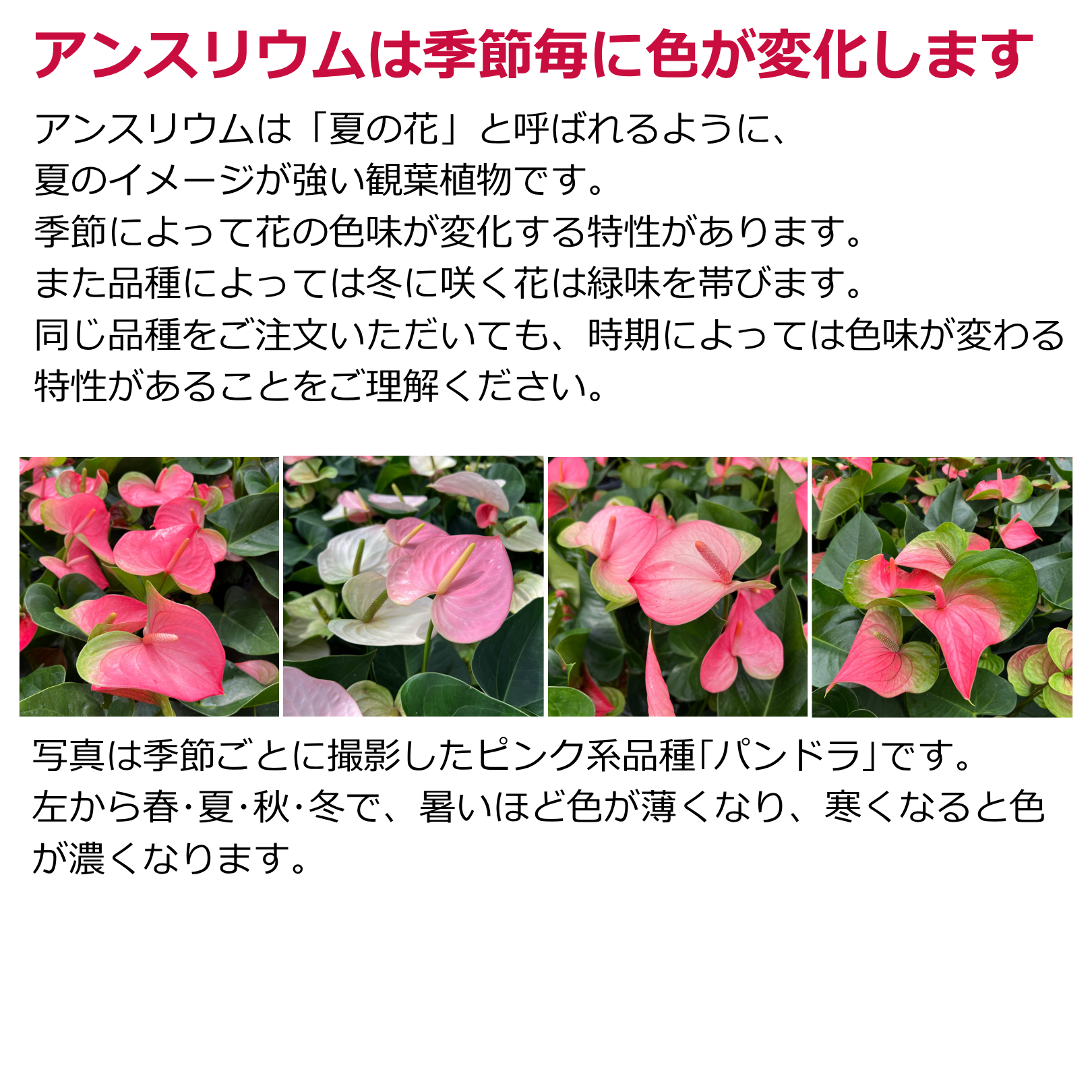 アンスリウム for GIFT 『スタンダード』高さ95cm/鉢直径30cm ※ラッピング・立札込