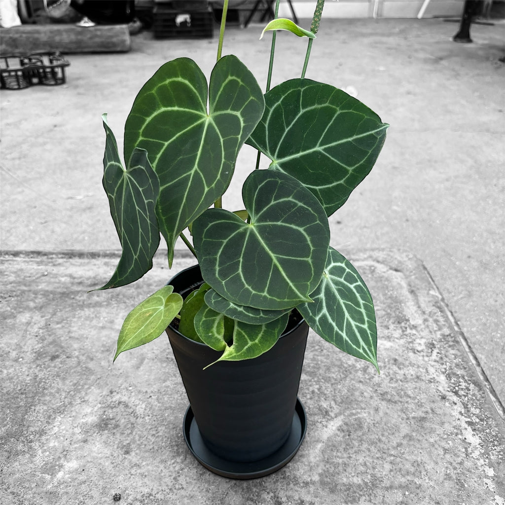 アンスリウム クラリネルビウム Anthurium Clarinervium