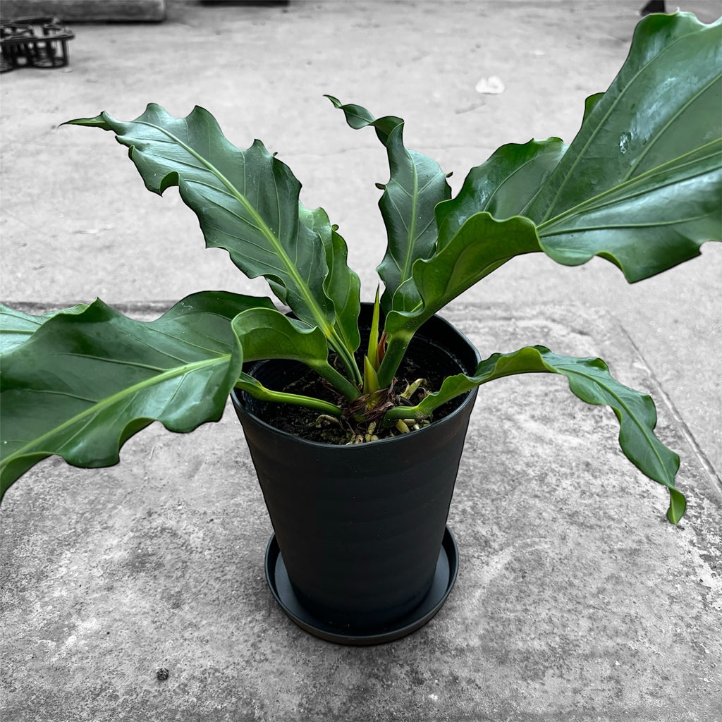 アンスリウム フーケリー Anthurium Hookeri