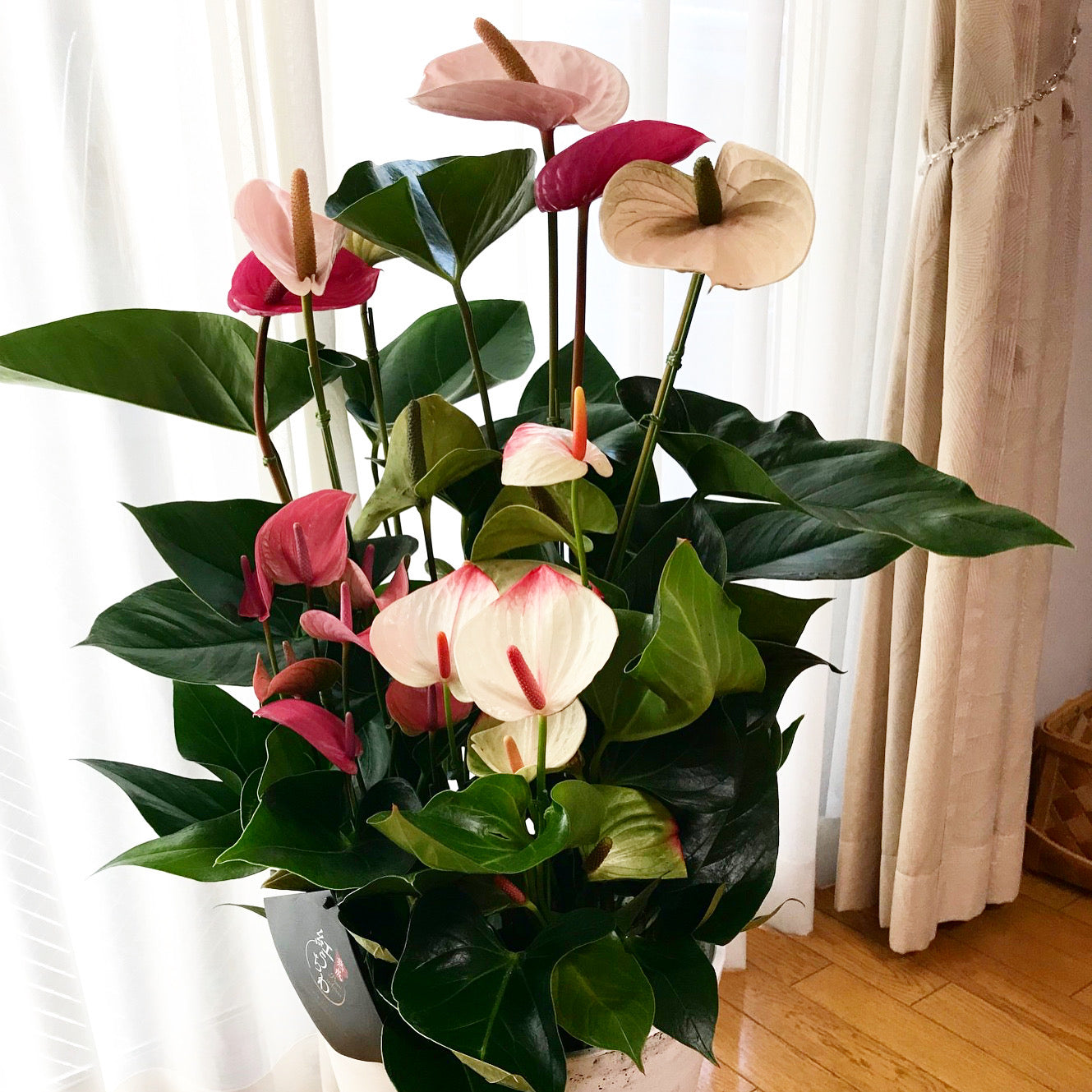 ｢ミックス｣ 熟成紅うちわ 7-11号