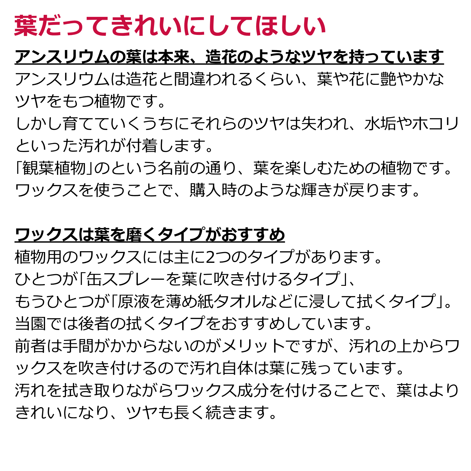 アンスリウム専用ワックス･肥料セット 原液25ml 6倍希釈用/希釈後150ml