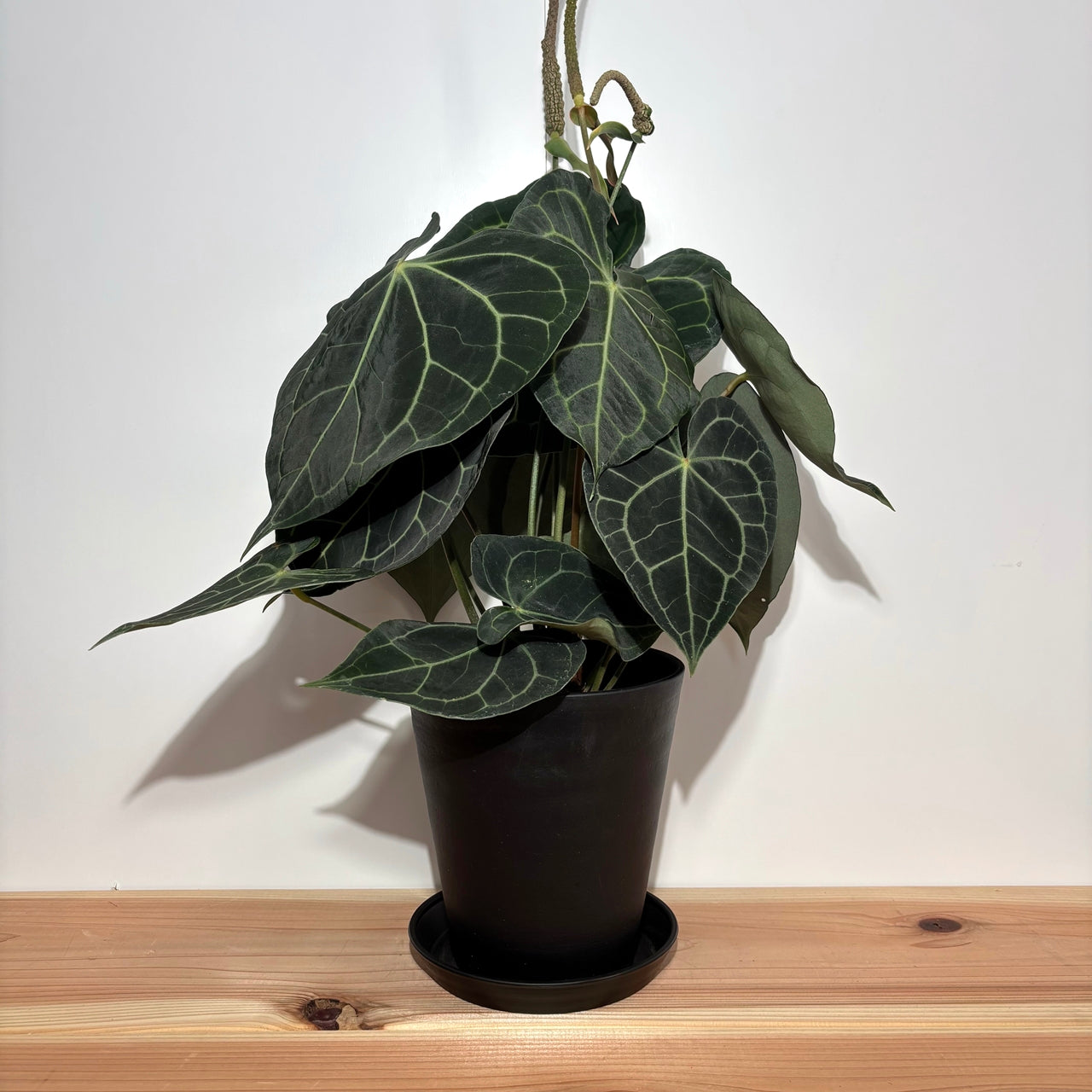 アンスリウム クラリネルビウム Anthurium Clarinervium