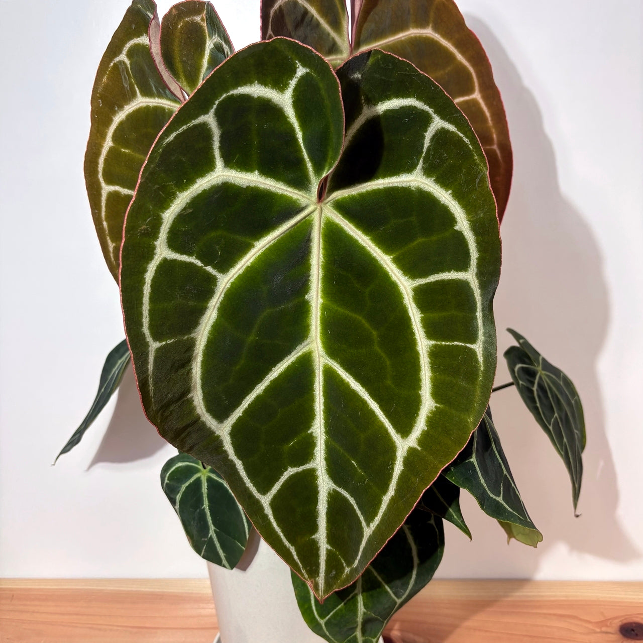 アンスリウム クリスタリナム Anthurium crystallinum "Black"
