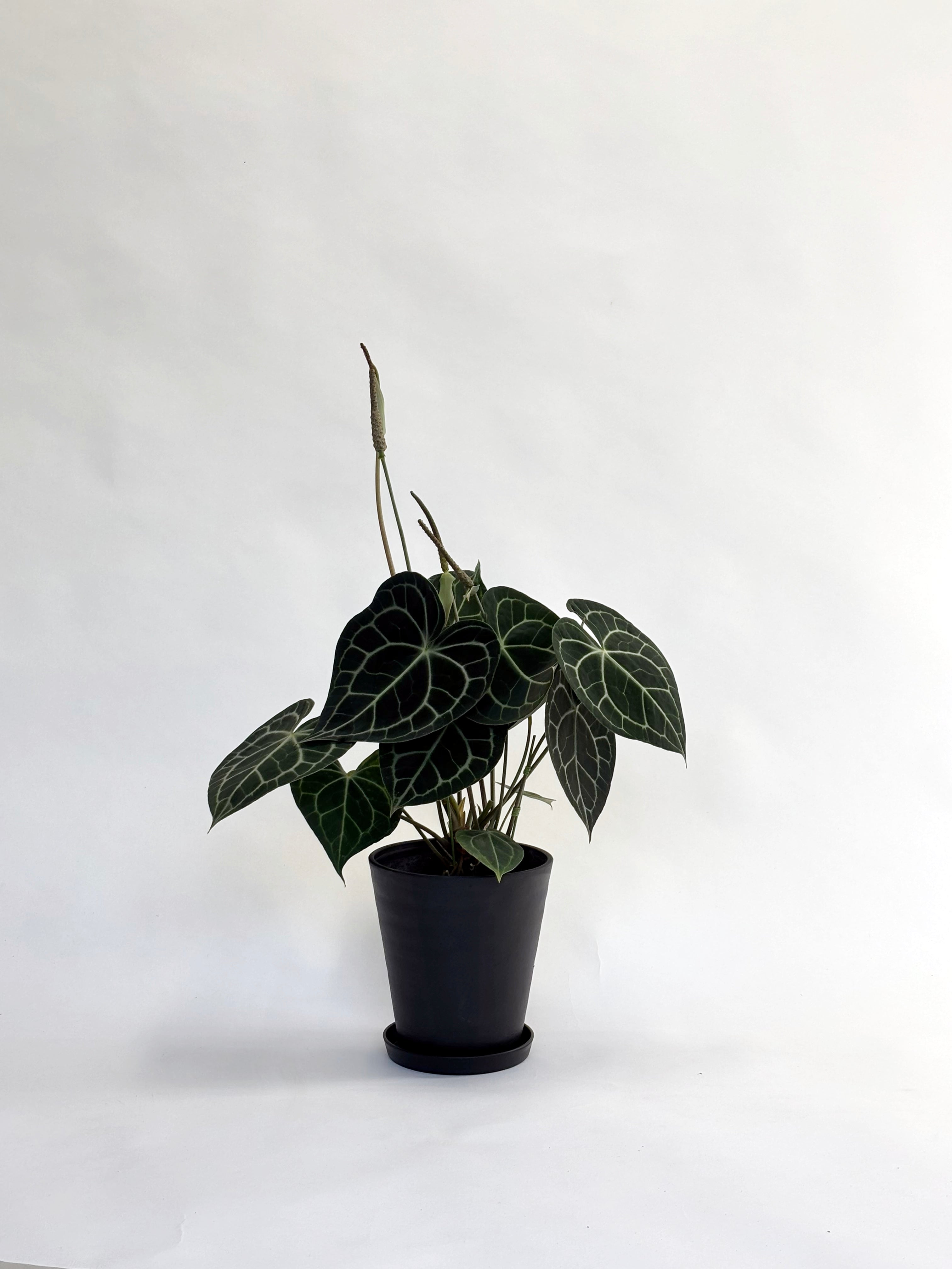 アンスリウム クラリネルビウム Anthurium Clarinervium