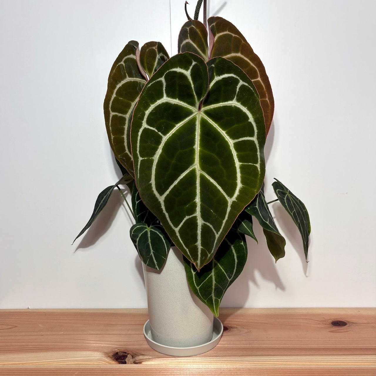 アンスリウム クリスタリナム Anthurium crystallinum "Black"