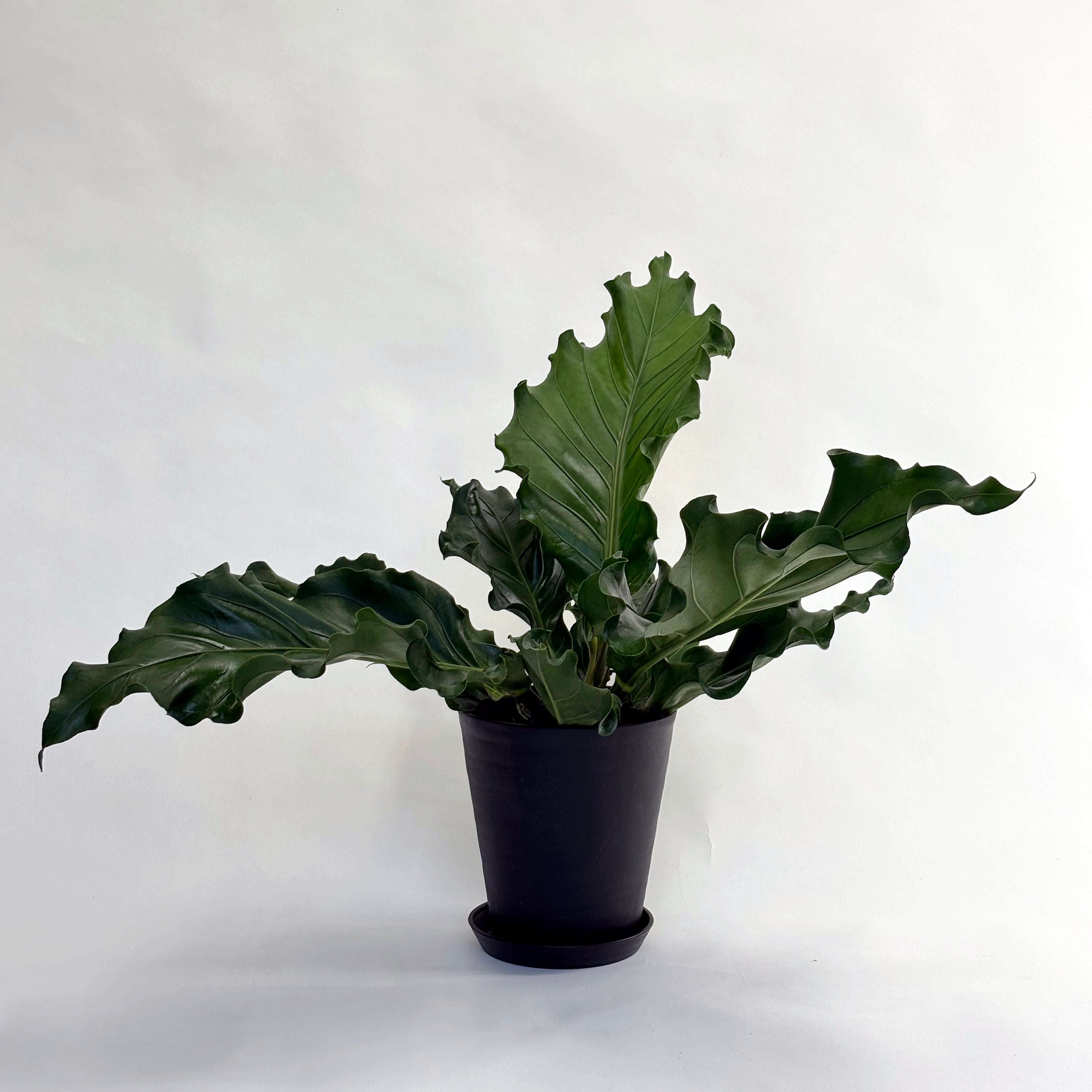 アンスリウム フーケリー Anthurium Hookeri