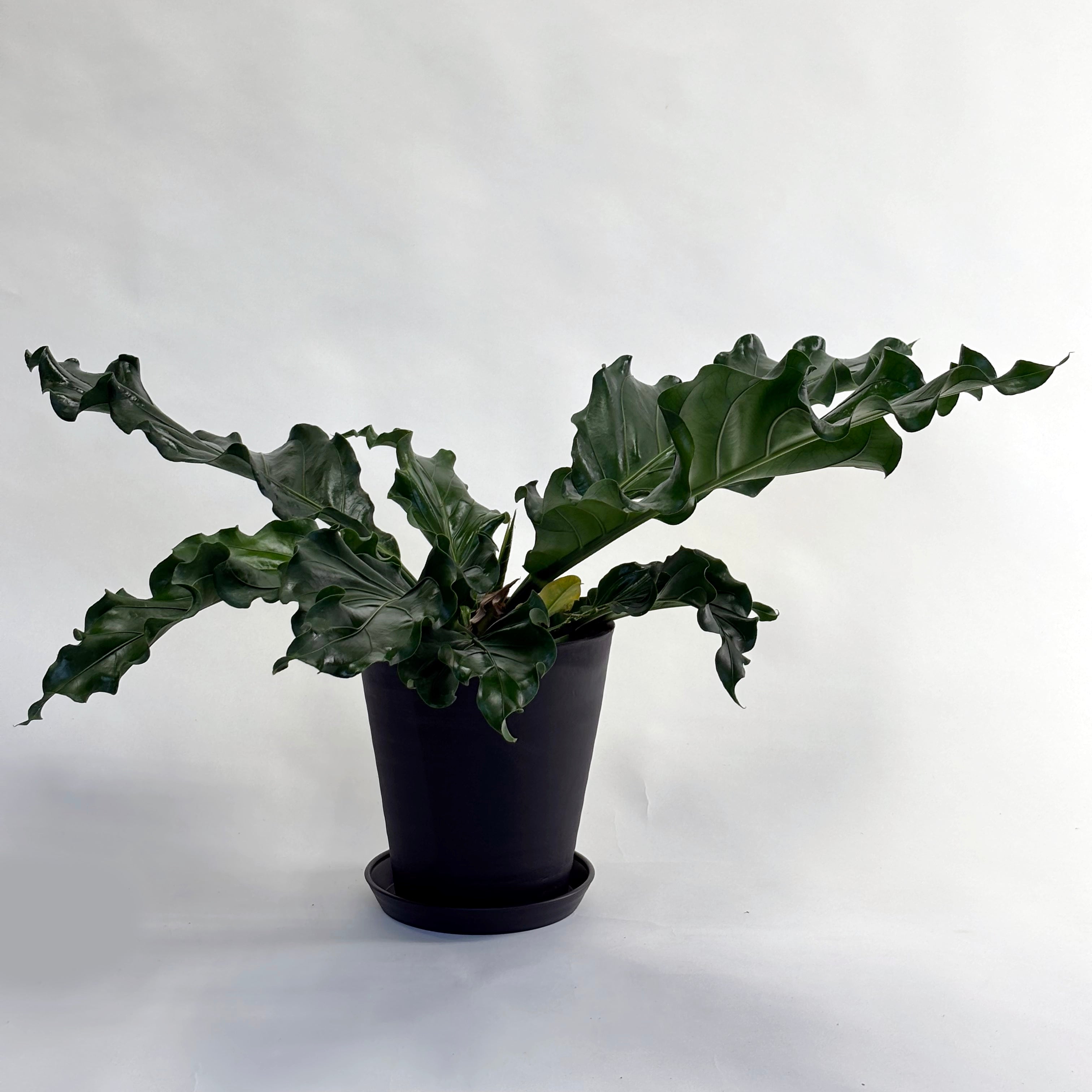 アンスリウム フーケリー Anthurium Hookeri