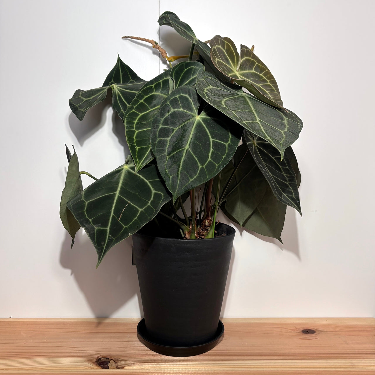 アンスリウム クラリネルビウム Anthurium Clarinervium