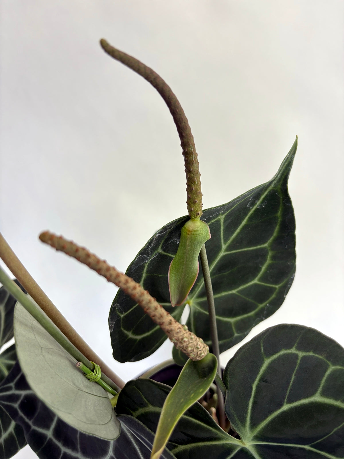 アンスリウム クラリネルビウム Anthurium Clarinervium