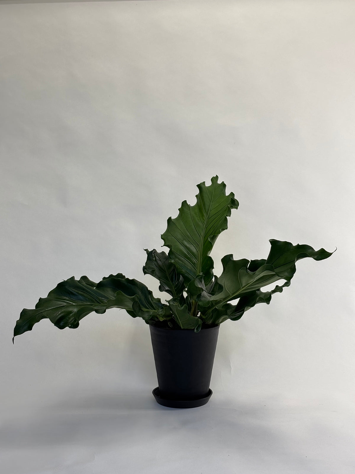 アンスリウム フーケリー Anthurium Hookeri