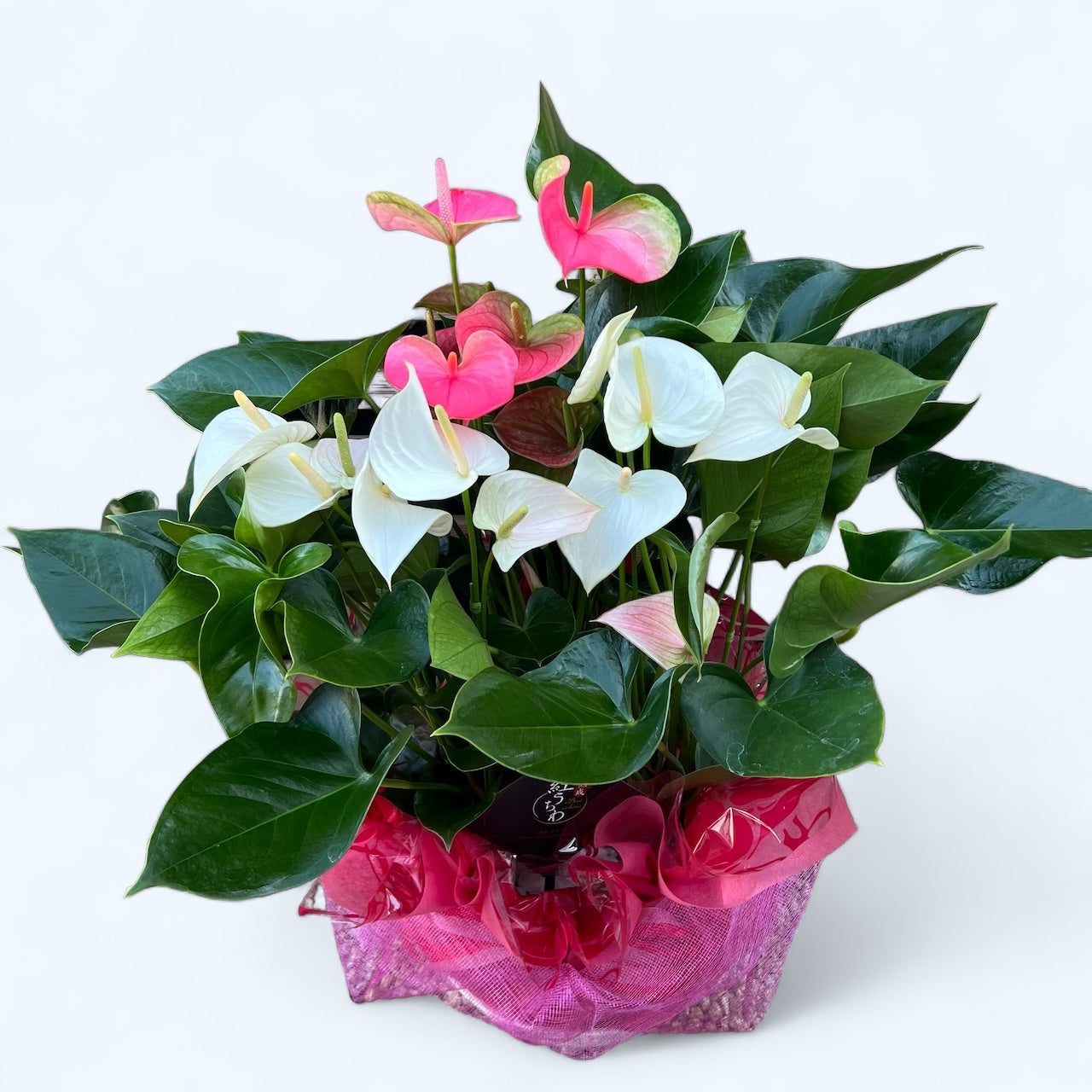 アンスリウム for GIFT 『ブーケ(浅鉢型)』高さ65cm/鉢直径33cm　※ラッピング･立札込