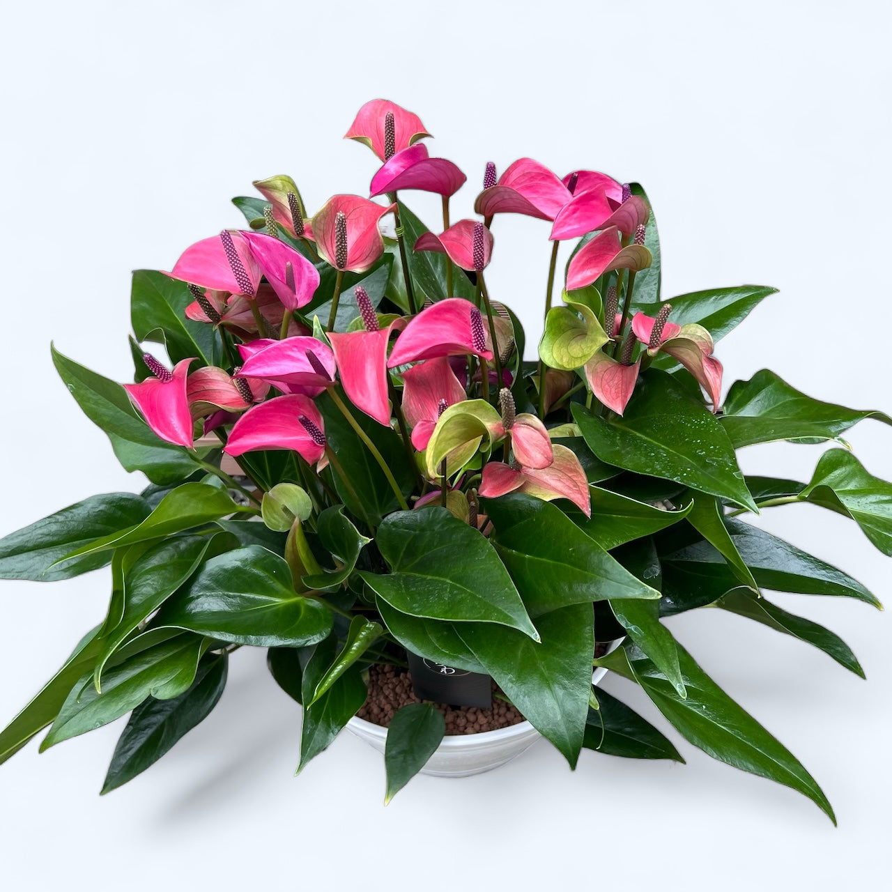 アンスリウムフーケリ大型 アンスリウム・フーケリー】大型の観葉植物