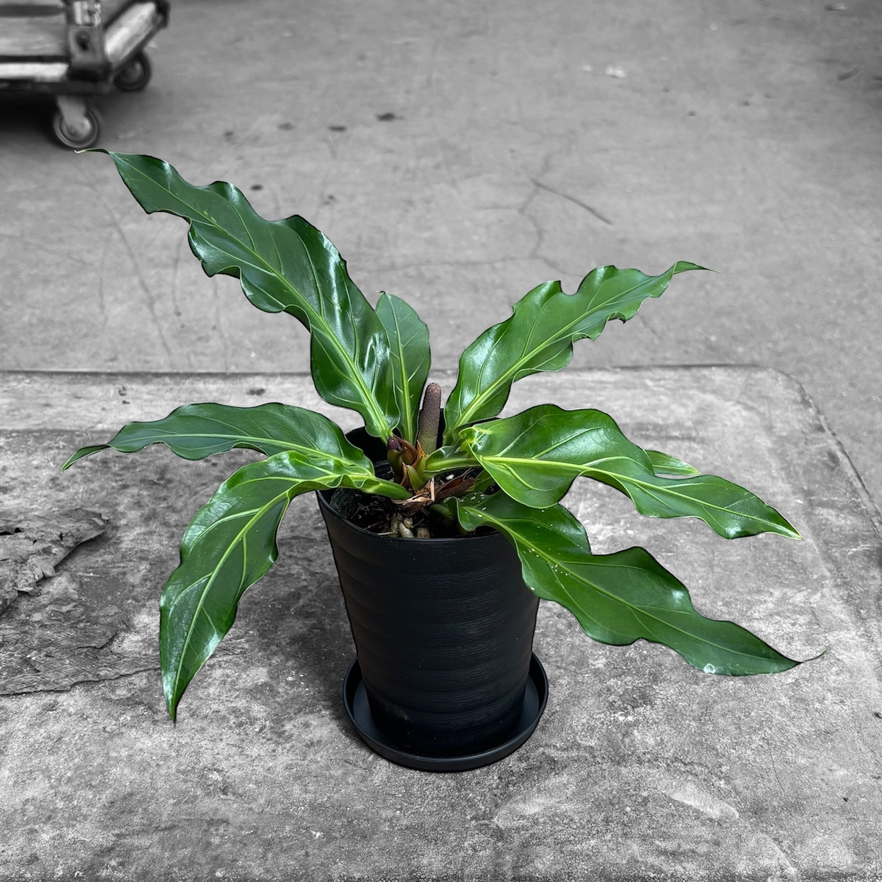 アンスリウム フーケリー Anthurium Hookeri