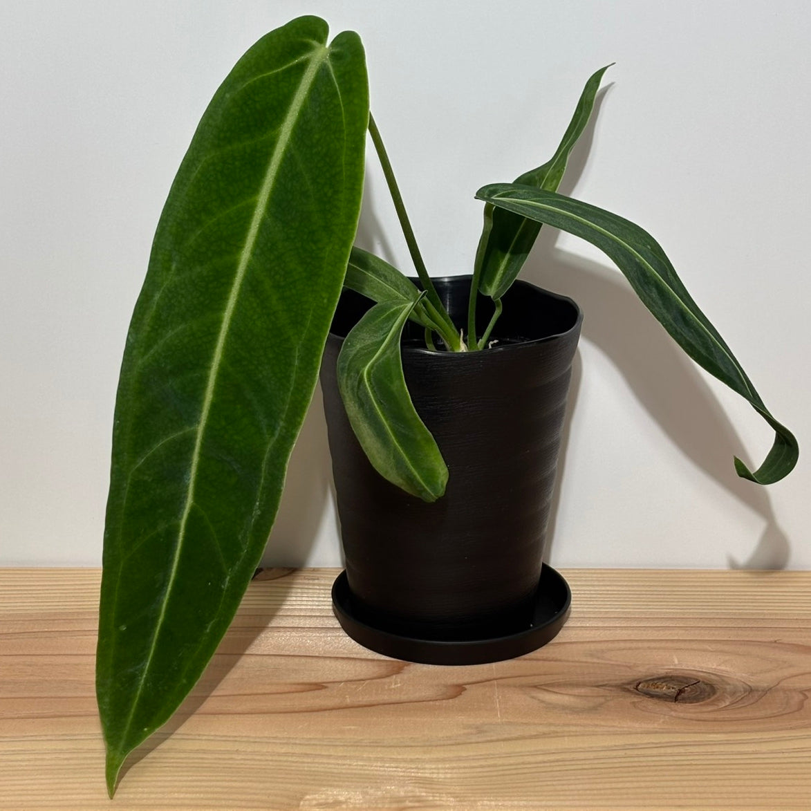 アンスリウム ワロクアナム Anthurium Warocqueanum