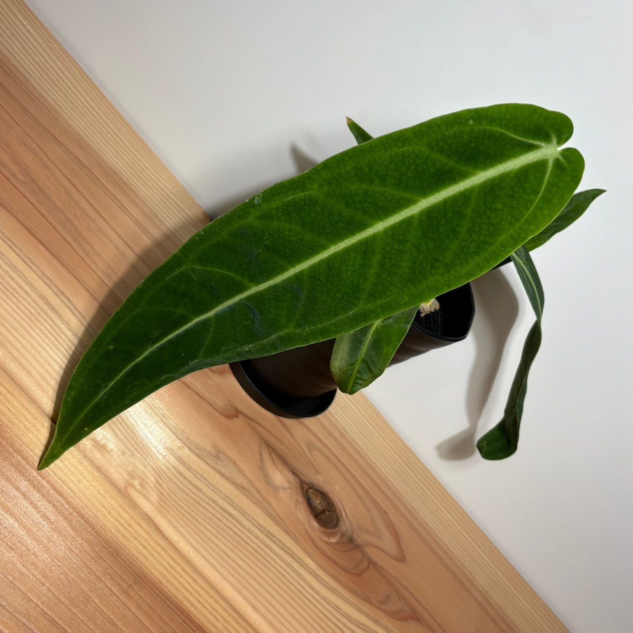 アンスリウム ワロクアナム Anthurium Warocqueanum