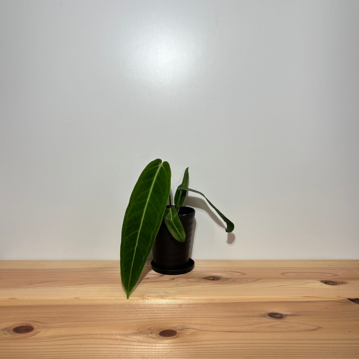 アンスリウム ワロクアナム Anthurium Warocqueanum