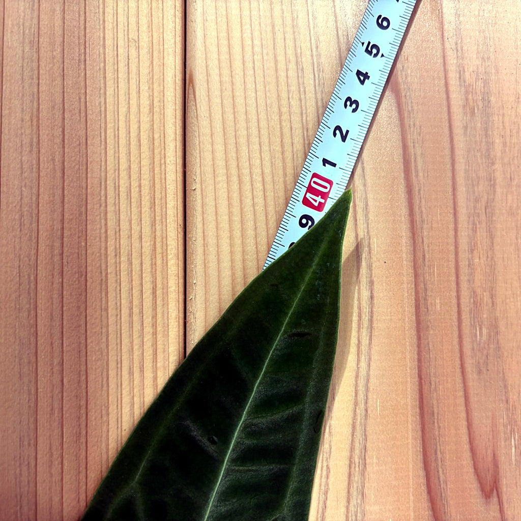 アンスリウム ワロクアナム Anthurium Warocqueanum