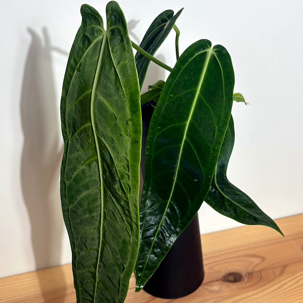 アンスリウム ワロクアナム Anthurium Warocqueanum