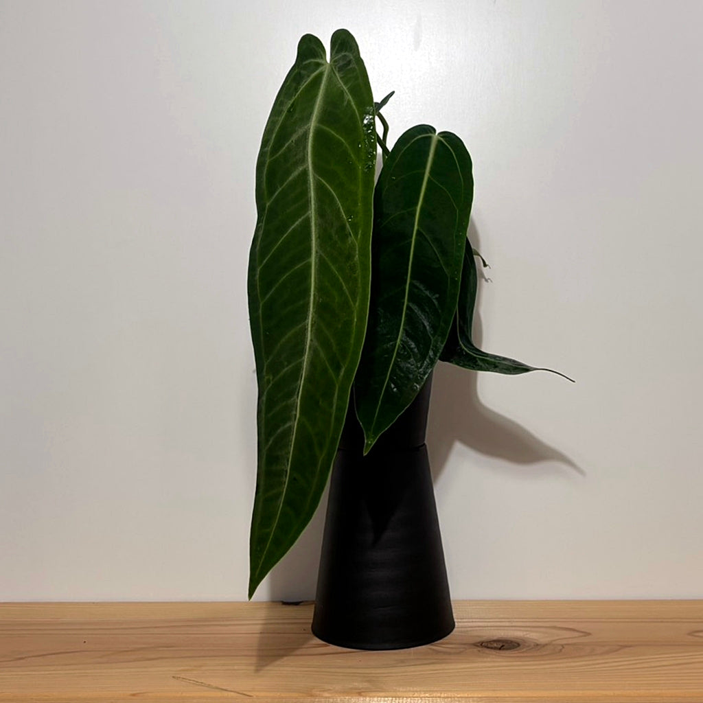 アンスリウム ワロクアナム Anthurium Warocqueanum