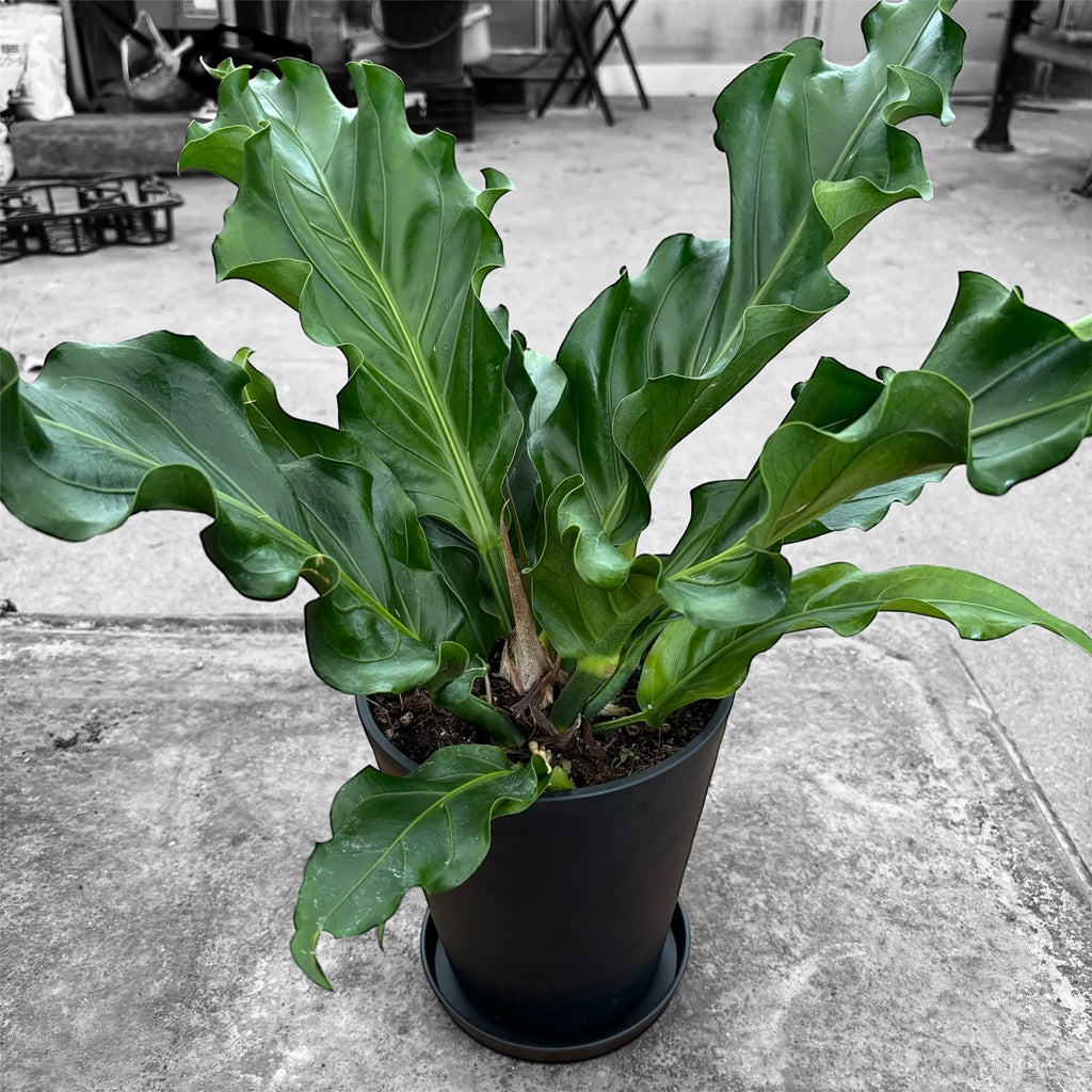 アンスリウム フーケリー Anthurium Hookeri